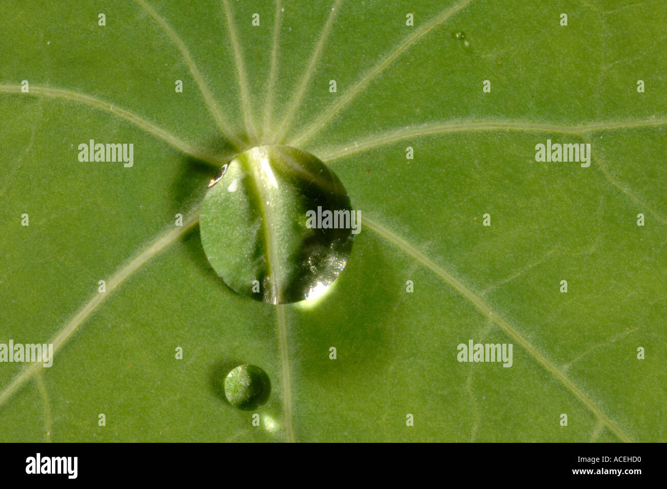 Exudation droplet on a nasturtium leaf Tropaeolum majus Stock Photo