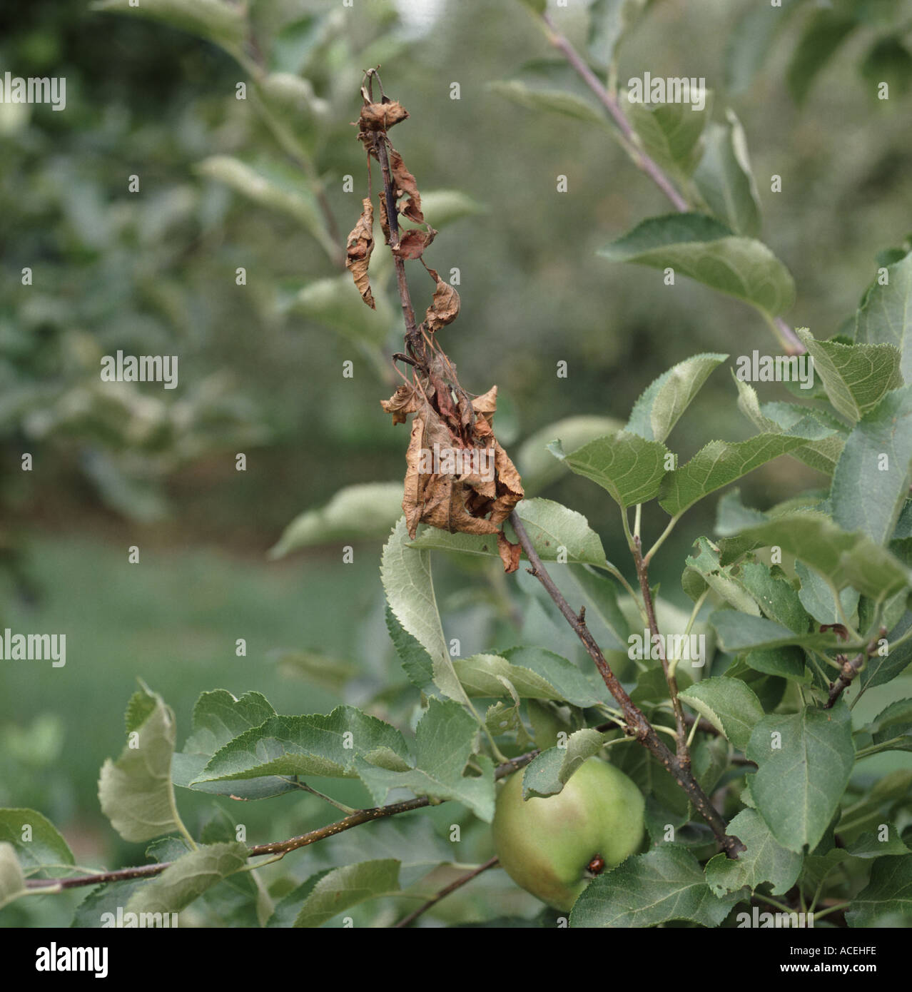 Apple canker Neonectria ditissima infection on branch showing dead shoot above lesion Stock Photo