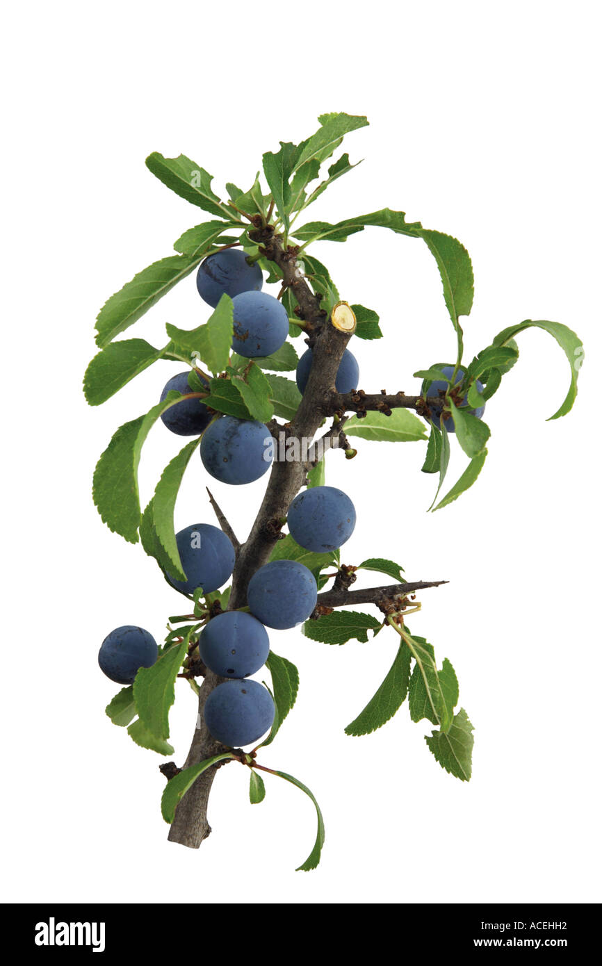 Blackthorn Prunus spinosa Stock Photo Alamy