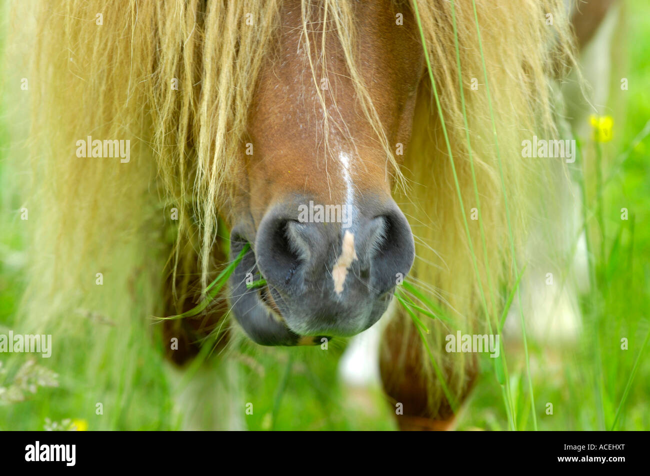 shetland-pony-small-main-head-detail-colour-color-animal-nature-concept
