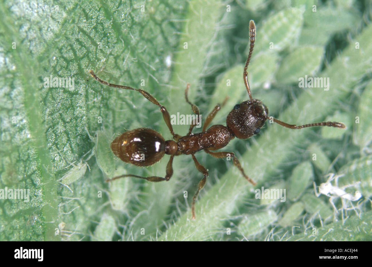 Ant Messor barbara with Mealy plum aphid Hyalopterus pruni on plum leaf Stock Photo