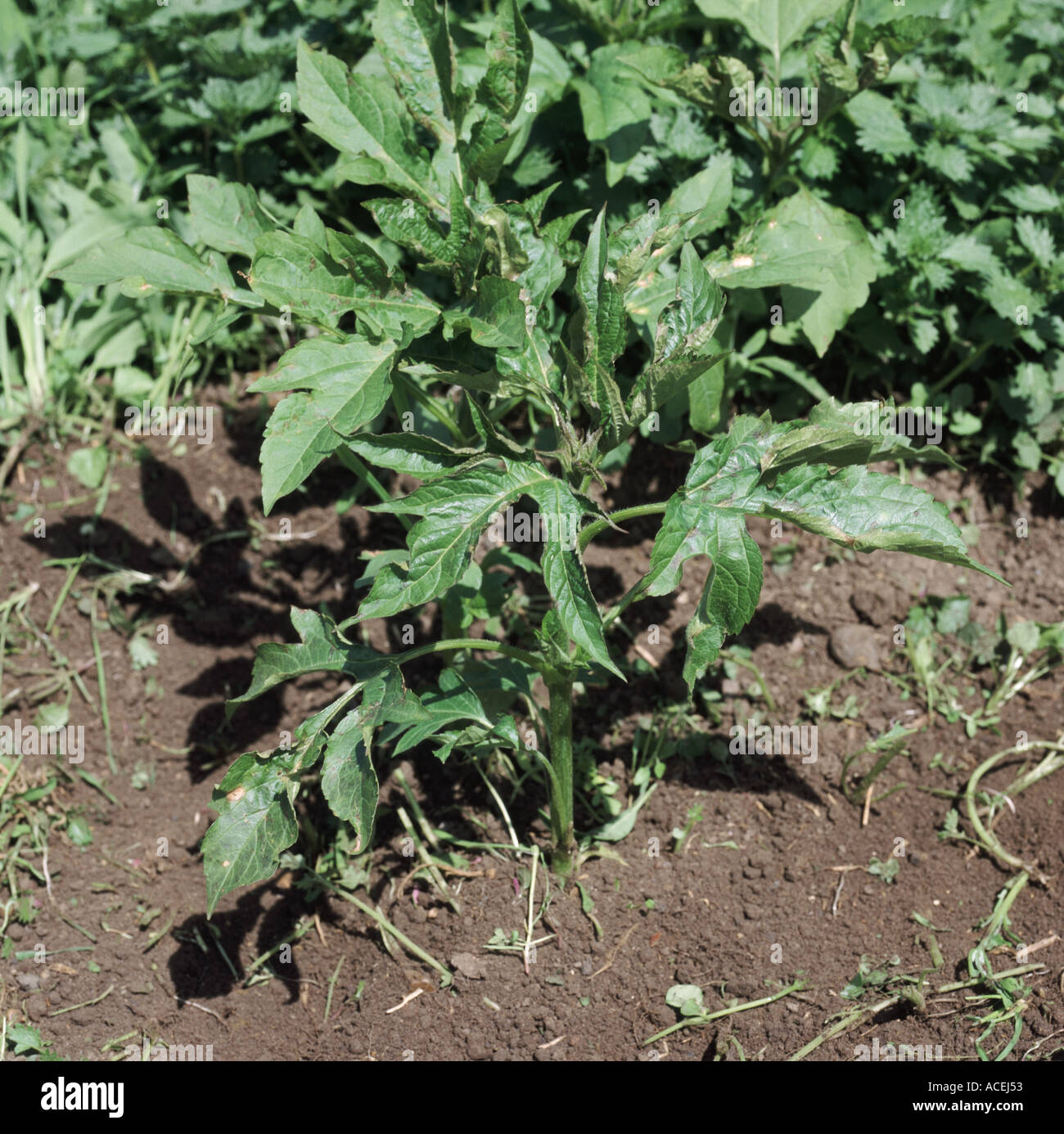 Ragweed Ambrosia artemisifolia in red soil Stock Photo - Alamy