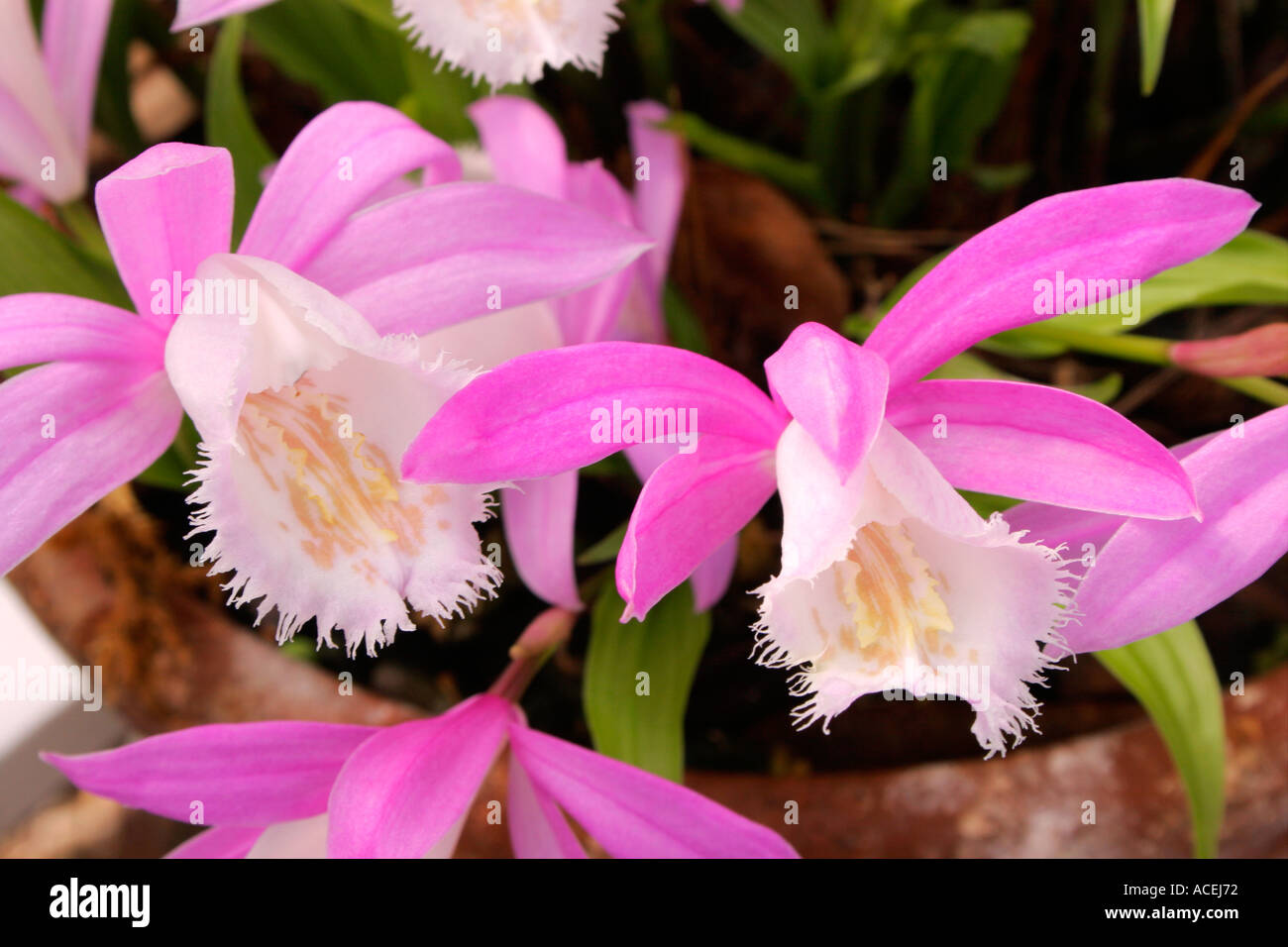 Flowers of orchid Pleione formosana Stock Photo