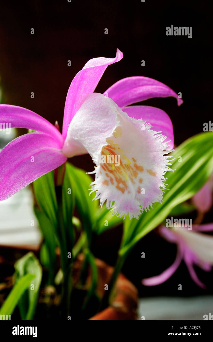 Flower of orchid Pleione formosana against dark background Stock Photo