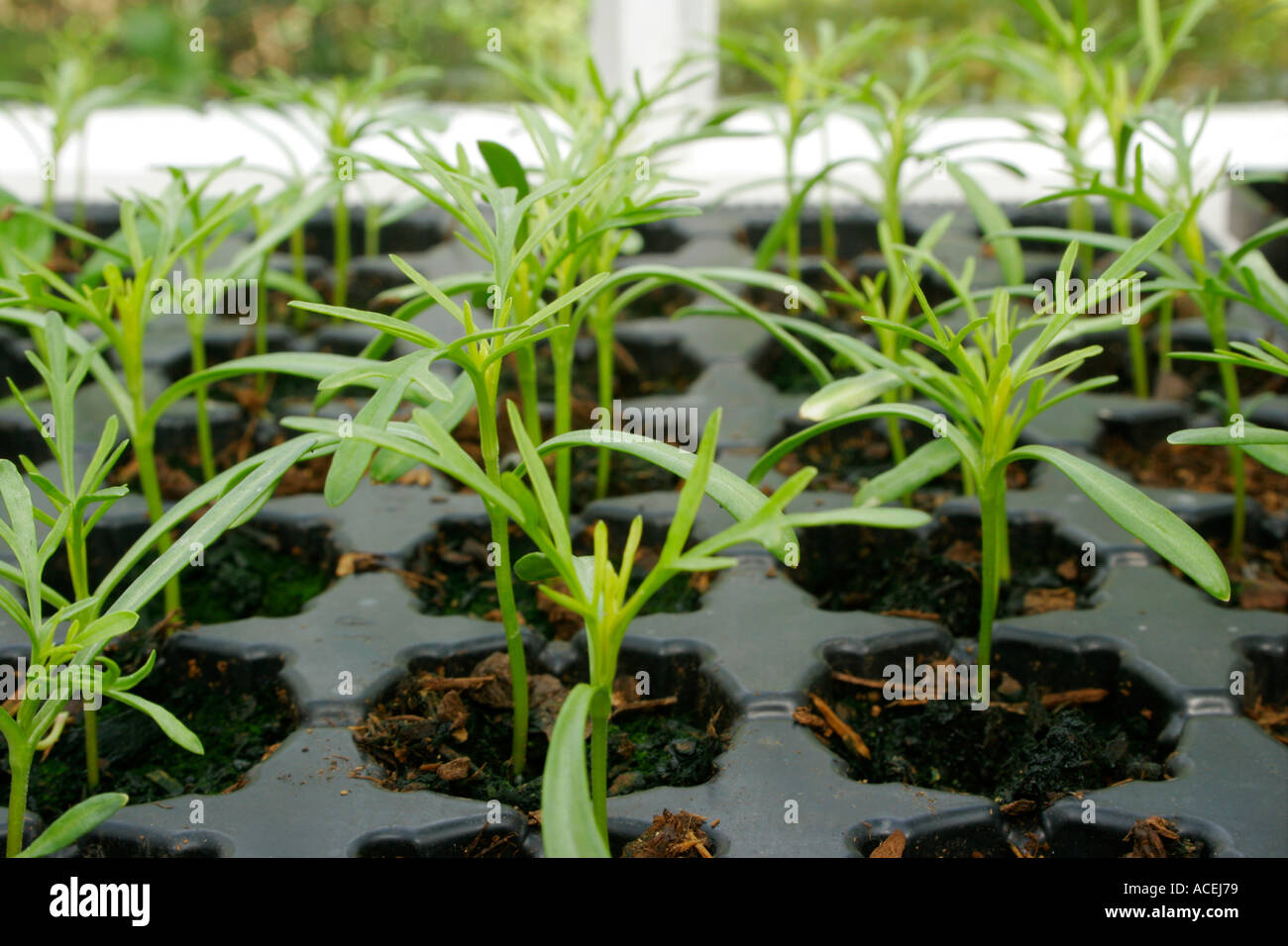 Greenhouse with plug plants hi-res stock photography and images - Alamy