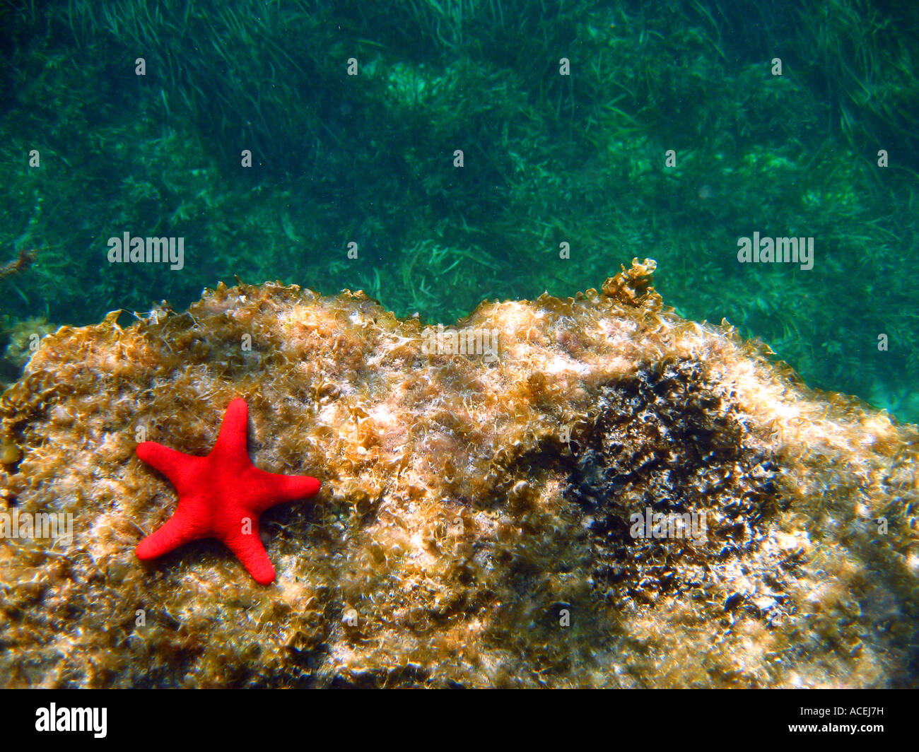 Velvet starfish Petricia vernicina brown algae and green seagrasses Rottnest Island Western Australia Stock Photo