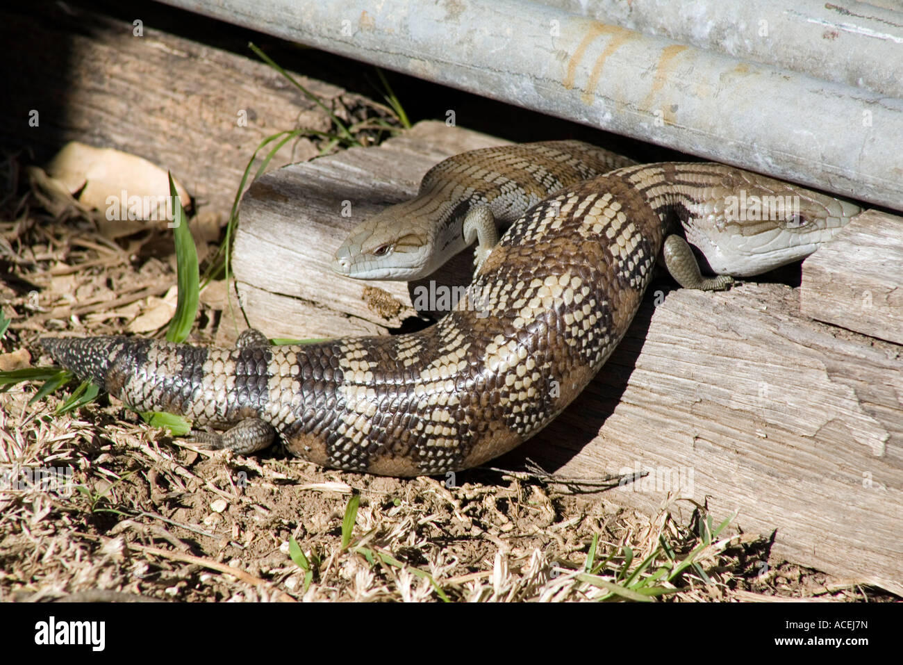 Eastern Blue Tongue Lizards, Tiliqua scincoides scincoides. They are