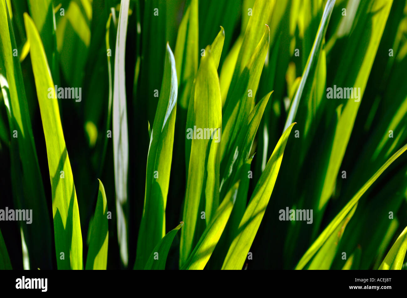 Ths Sun Backlighting A Bunch Of Green Leaves. Stock Photo