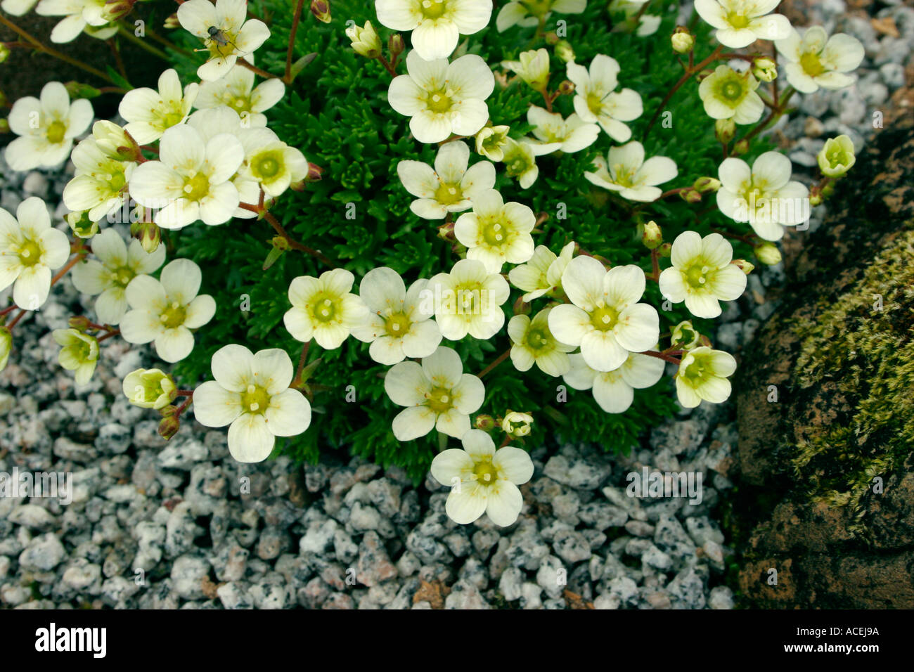 Saxifraga x arendsii Flowers of Sulphur Common name Saxifrage Stock Photo