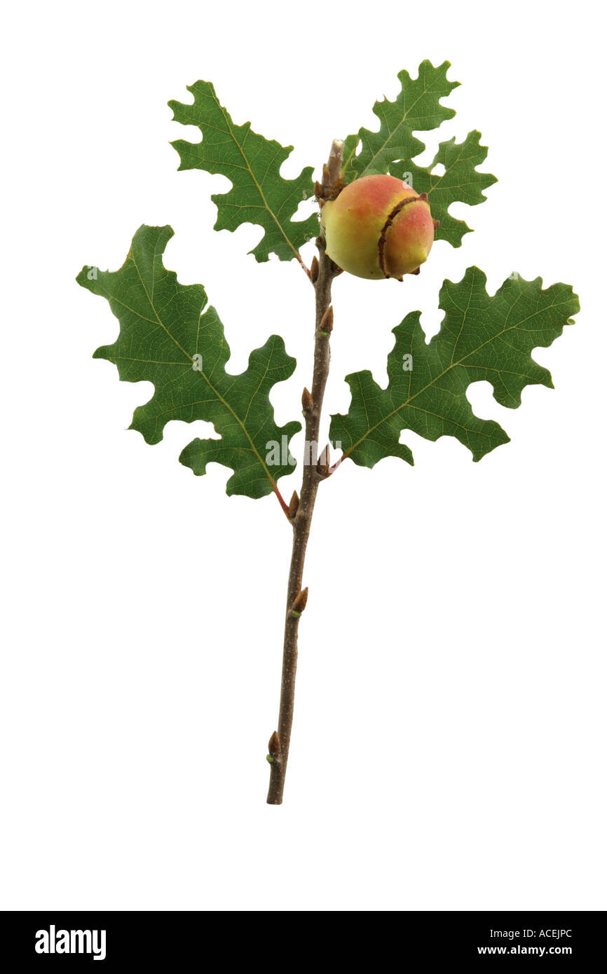 Oak Quercus virgiliana Stock Photo Alamy