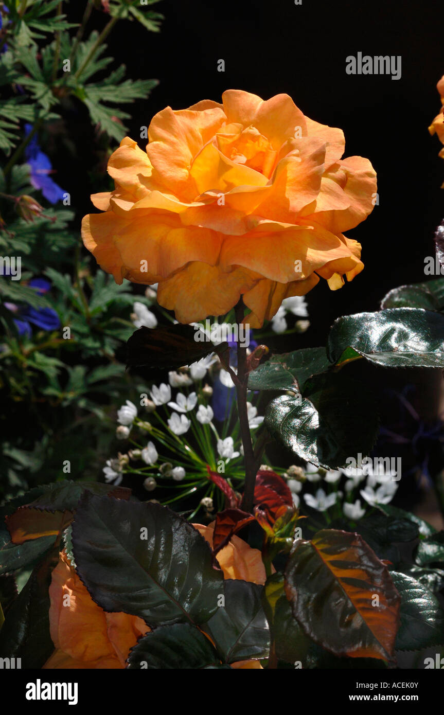 Golden Yellow Rose Named Sunset In A Garden Enviroment. Stock Photo