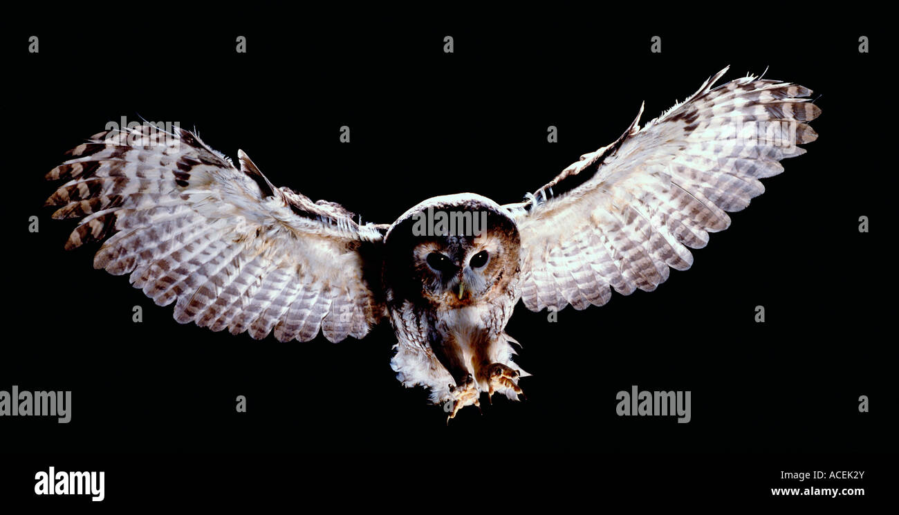 TAWNY OWL Strix aluco In flight Stock Photo