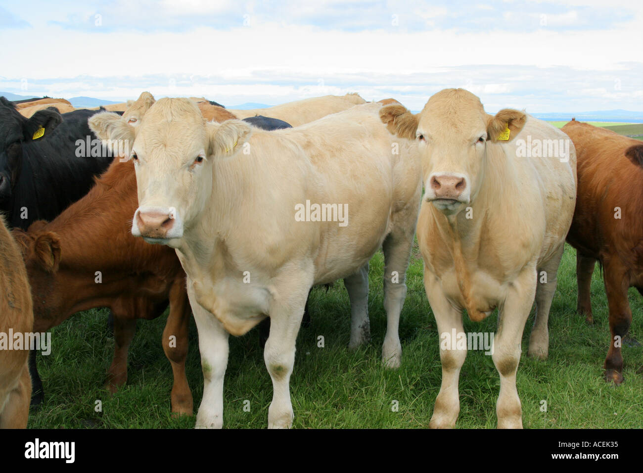 Cattle farm herd field hi-res stock photography and images - Alamy
