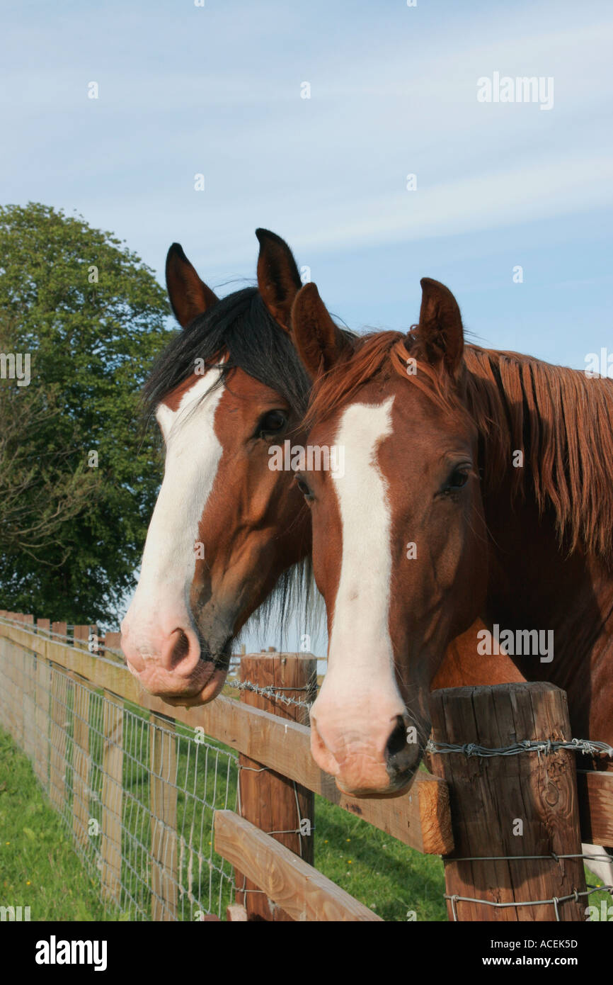 Two horses looking over fence closeup Stock Photo