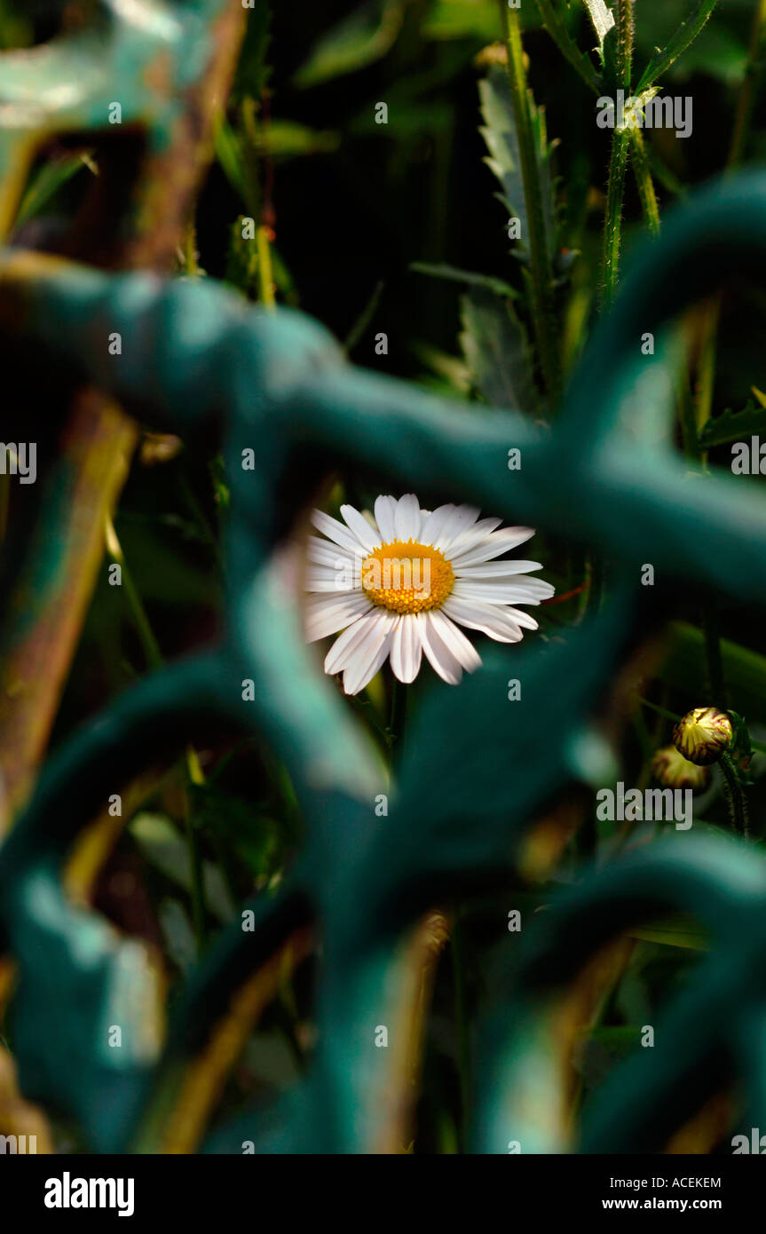 Oxeye Daisy Flower Seen Thru The Metal Patterns Of An Outside Seat Oxeye daisy flower seen thru the metal patterns of an outside seat