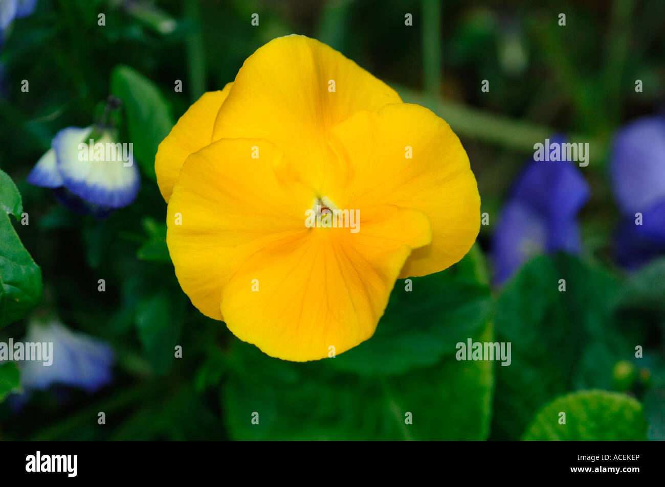 A Brght Yellow Pansy Flower In A Garden Habitat Stock Photo Alamy