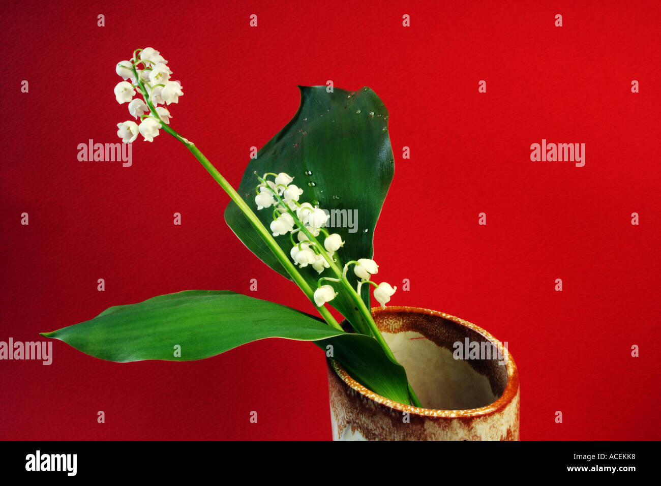 lily of the valley - still life in red Stock Photo - Alamy