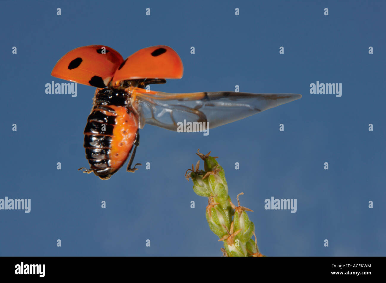 Sevenspotted lady beetle Coccinella septempunctata Stock Photo