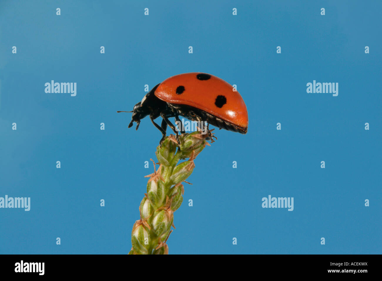 Sevenspotted lady beetle Coccinella septempunctata Stock Photo