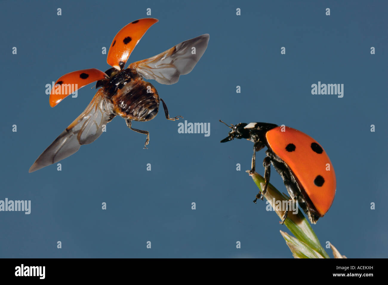Sevenspotted lady beetle Coccinella septempunctata strobo photo Stock Photo