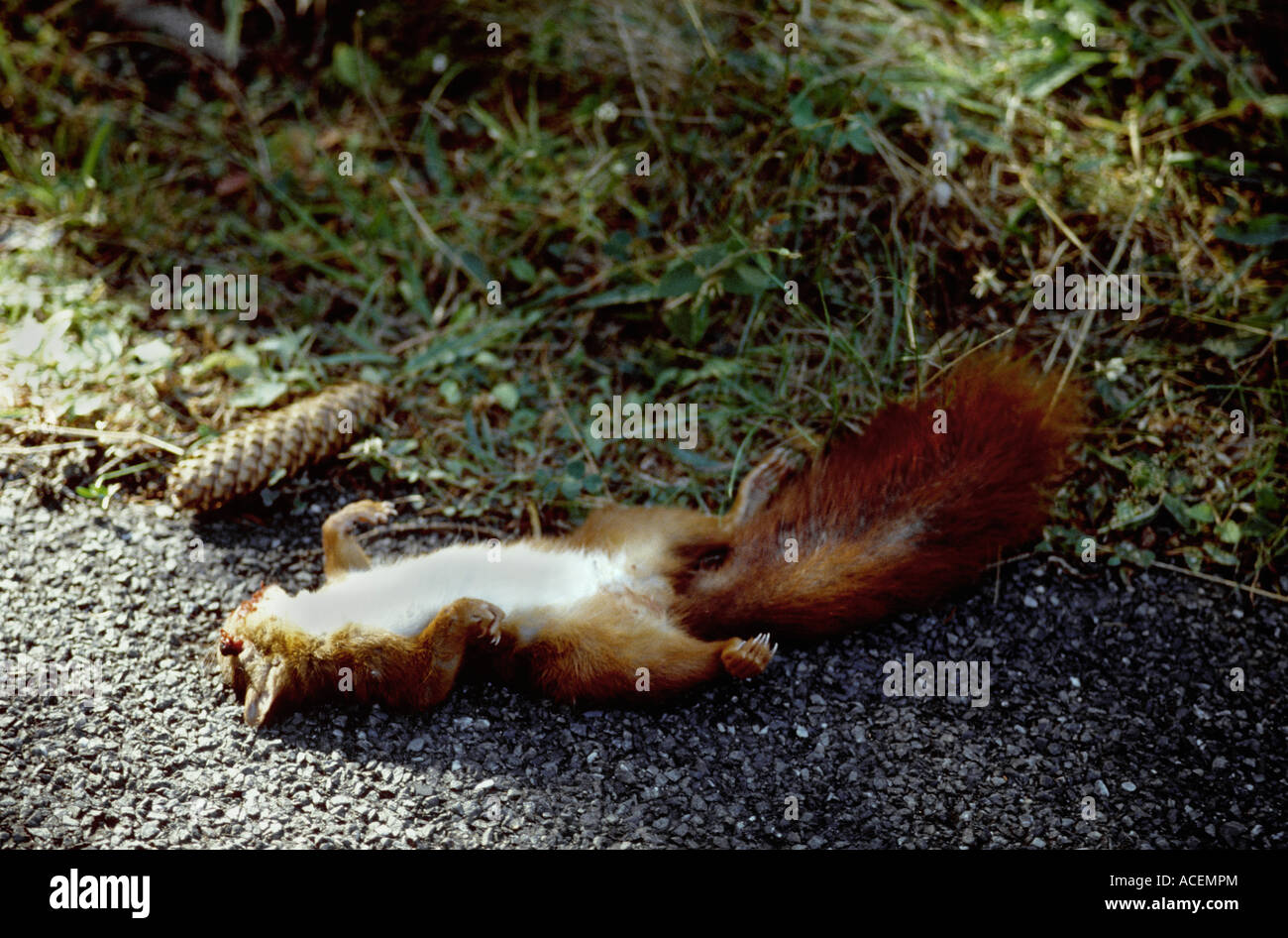 Ecureuil roux sciurus vulgaris Red Squirrel killed by passing car Stock Photo