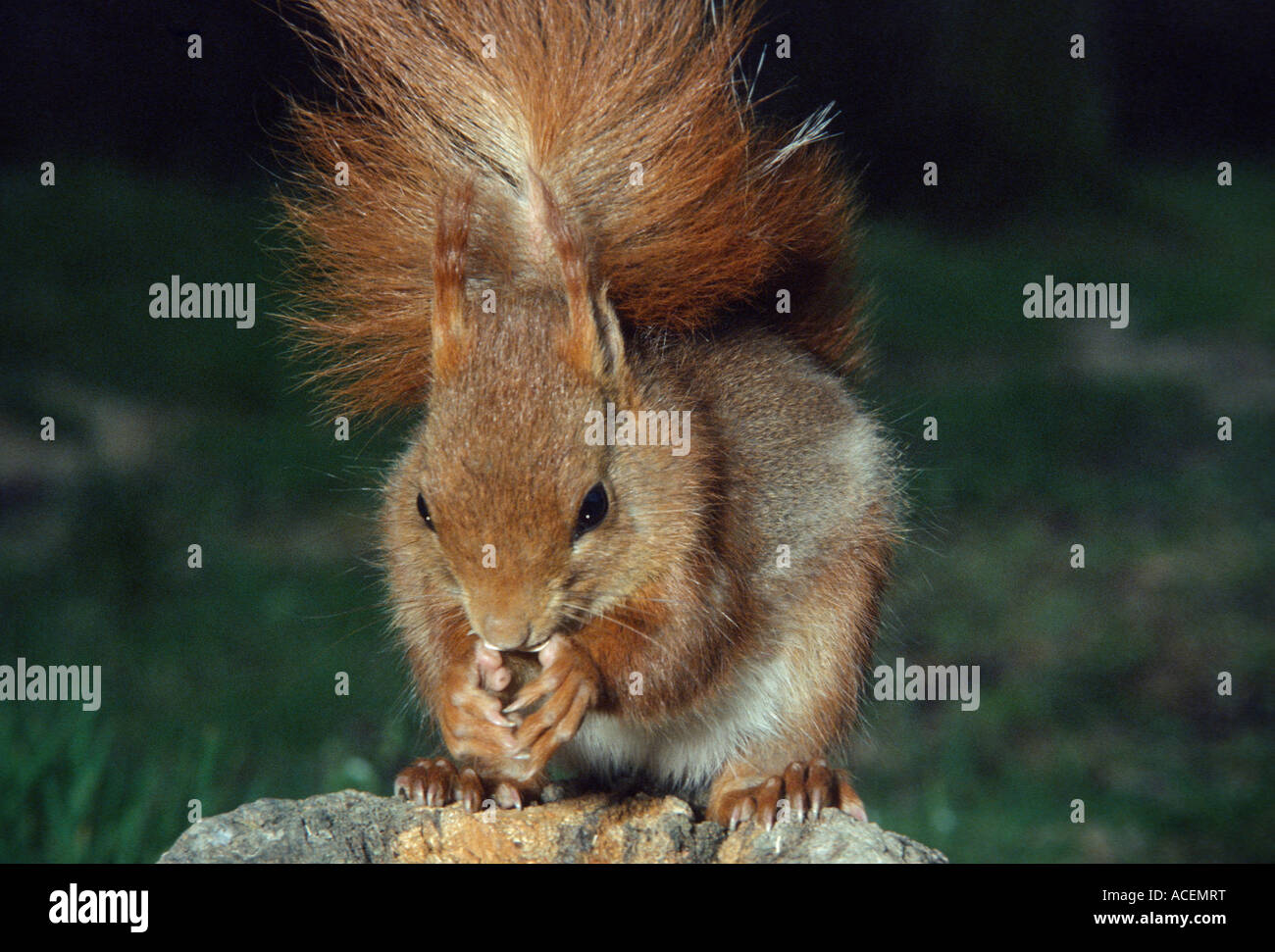 Ecureuil roux sciurus vulgaris Red Squirrel Stock Photo