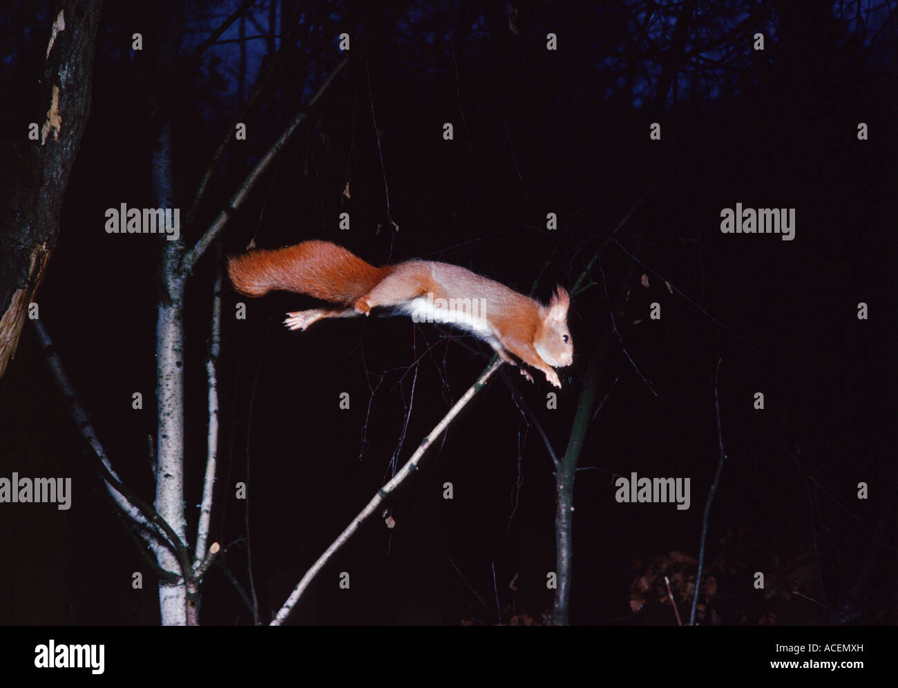 Red Squirrel saut   Ecureuil roux sciurus vulgaris Stock Photo
