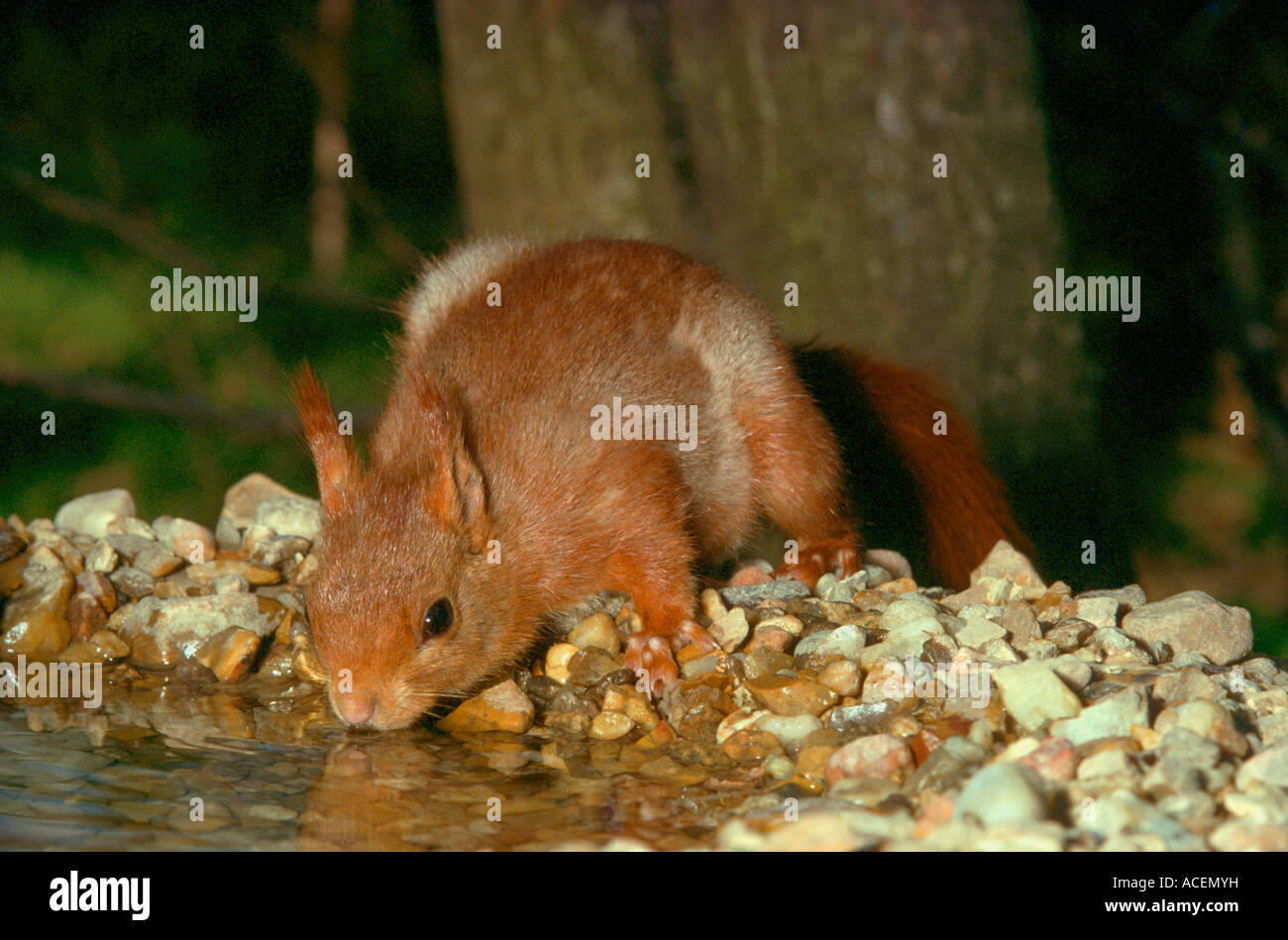 Ecureuil roux sciurus vulgaris Red Squirrel Stock Photo