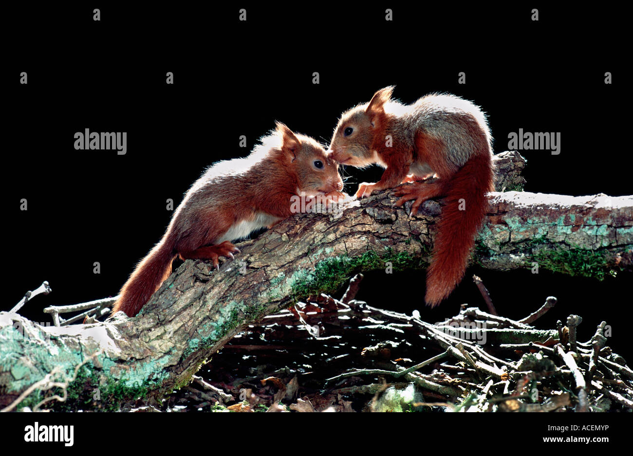 Ecureuil roux sciurus vulgaris Red Squirrel around six weeks old young Stock Photo
