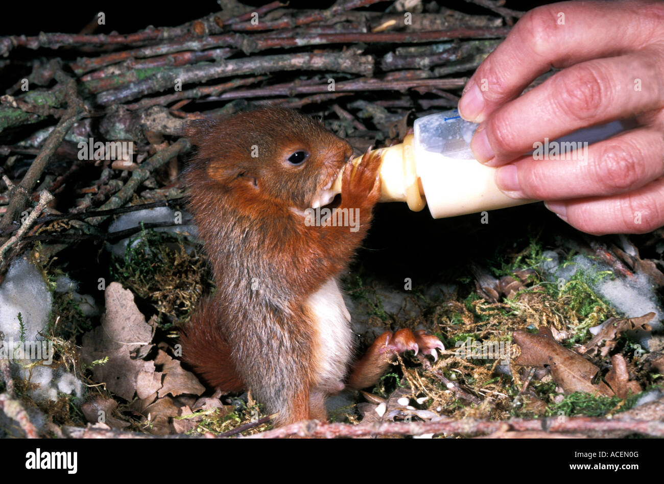 Ecureuil roux sciurus vulgaris Red Squirrel YOUNG EATING FROM HAND EUROPE Stock Photo