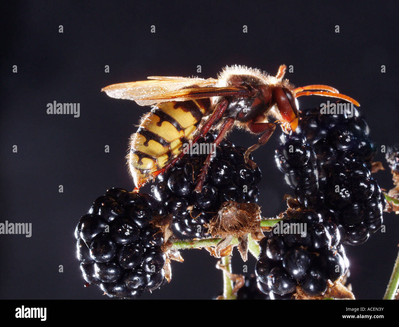 European Hornet Vespra crabro on Wild Blackberry Stock Photo