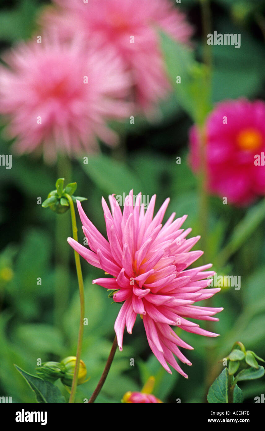 Cactus Dahlia 'Park Princess' Stock Photo