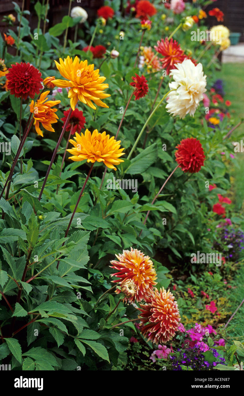Dahlia flower border Stock Photo Alamy