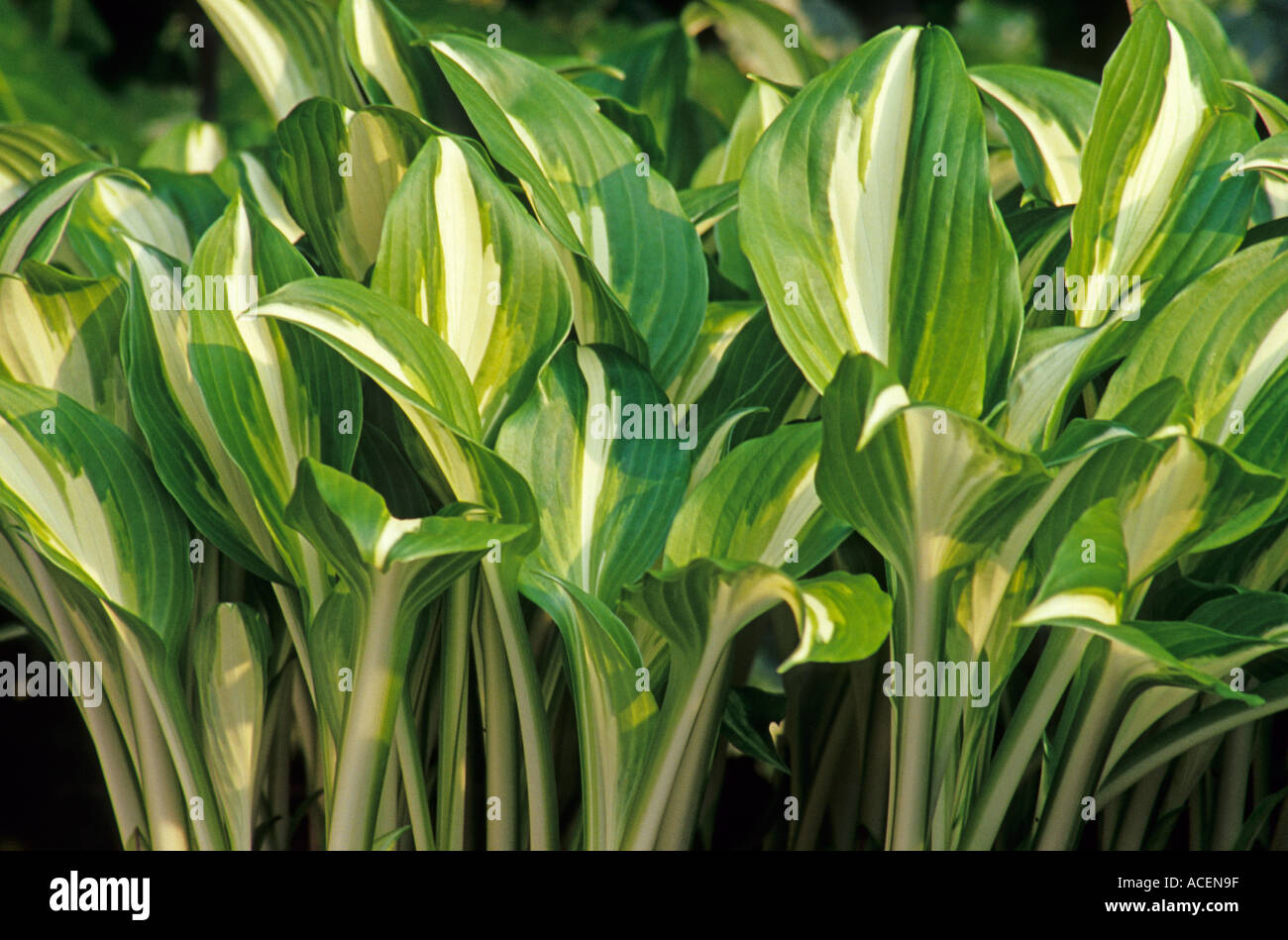 Hosta undulata Stock Photo