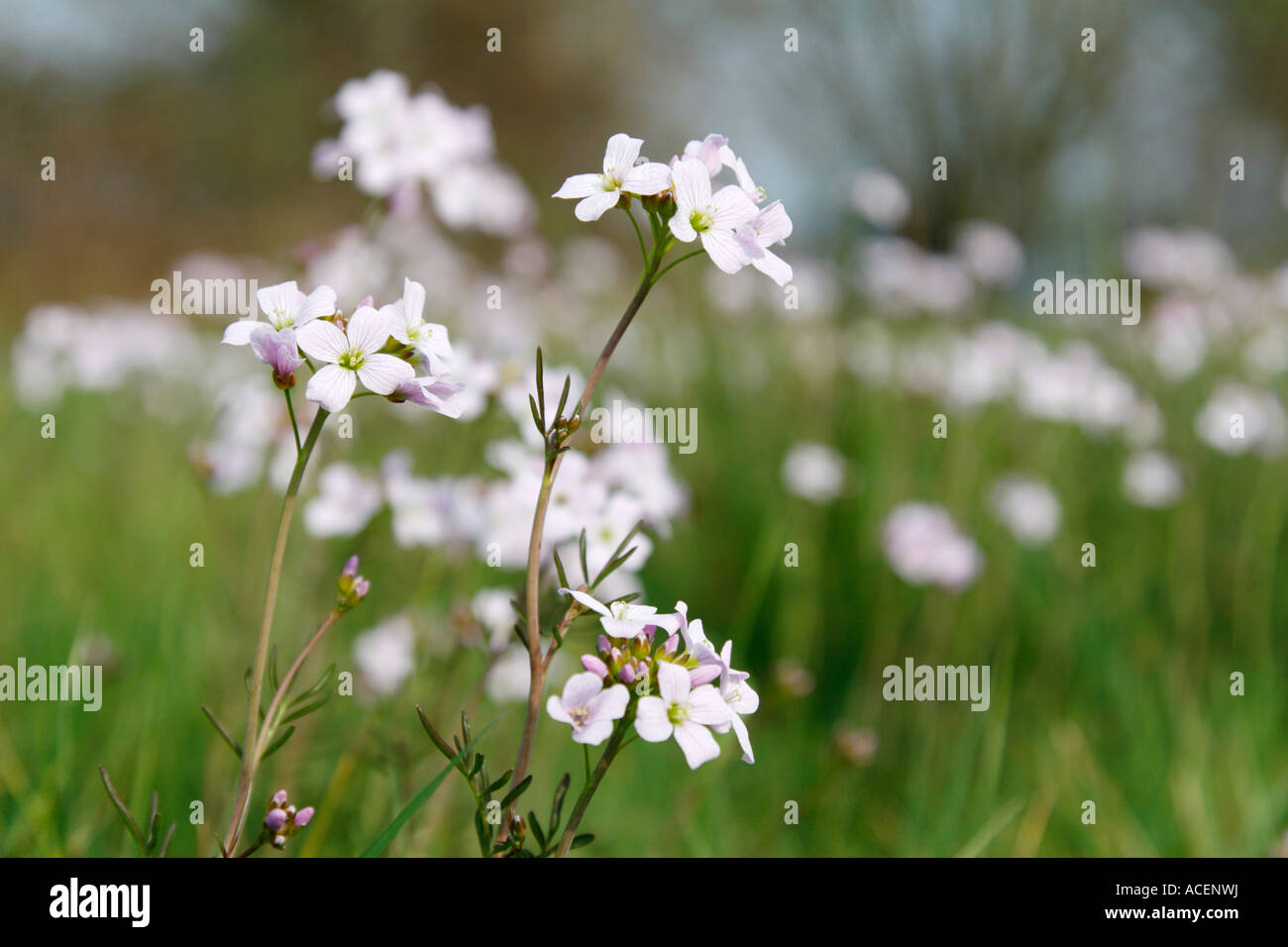 The Cuckoo flower or Ladys Smock Latin name Cardamine pratensis is