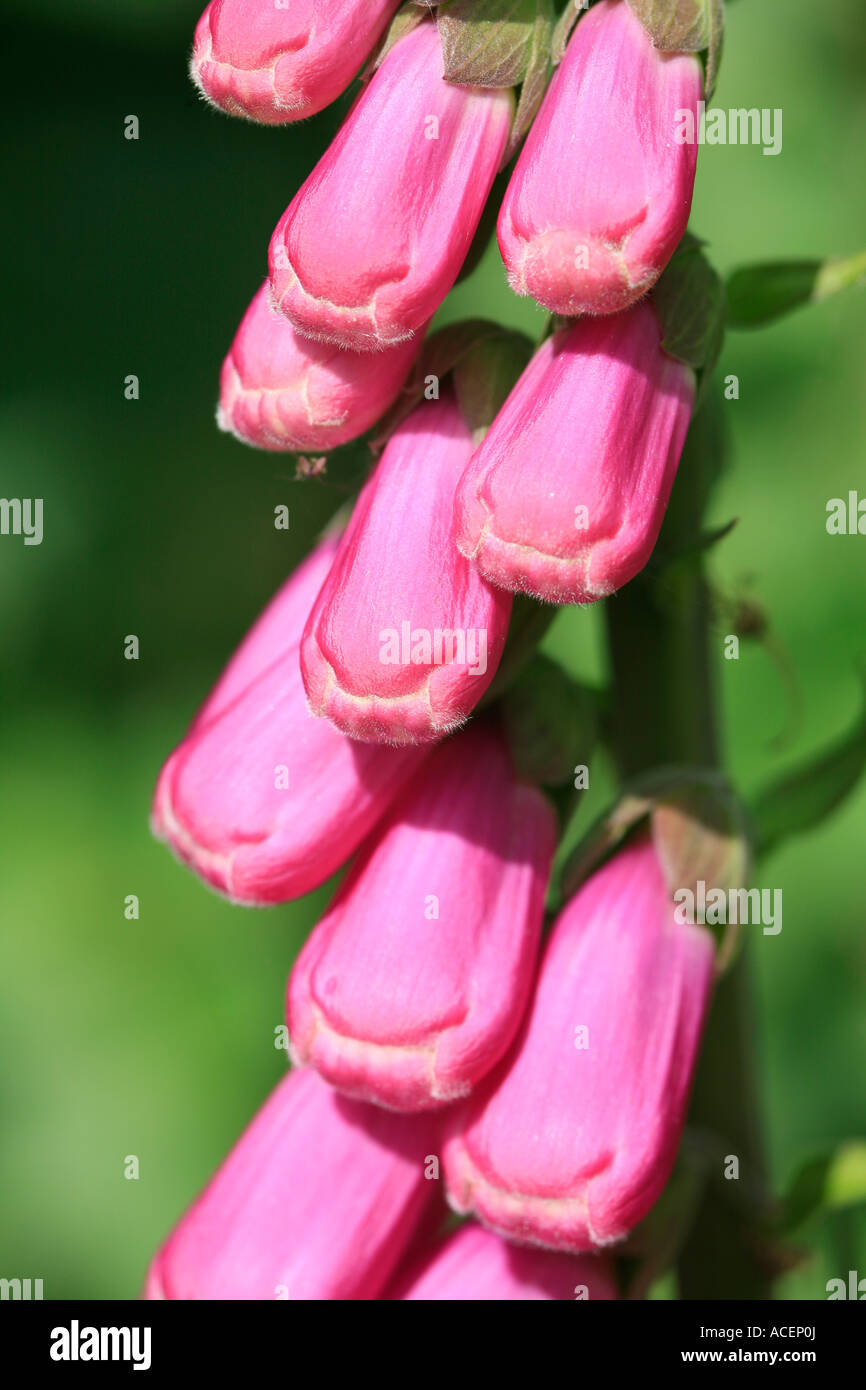 Unopened flower hires stock photography and images Alamy