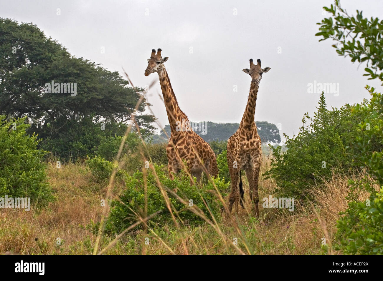 Bull Rothschild's Giraffes amongst thorn bushes in Nairobi National Wildlife and Game Park, Kenya Stock Photo