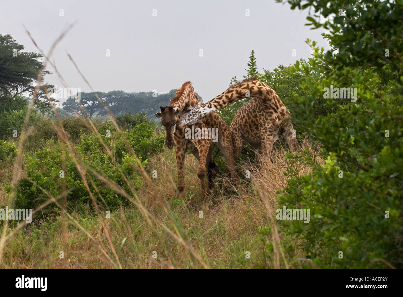 Bull Rothschild's Giraffes necking or fighting amongst thorn bushes in Nairobi National Wildlife and Game Park, Kenya Stock Photo