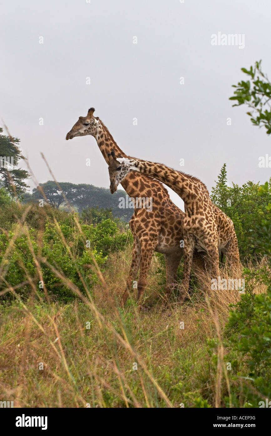 Bull Rothschild's Giraffes necking or fighting amongst thorn bushes in Nairobi National Wildlife and Game Park, Kenya Stock Photo