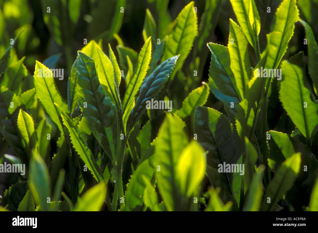 Close up detail of Japanese green tea leaves on bush in plantation field Stock Photo