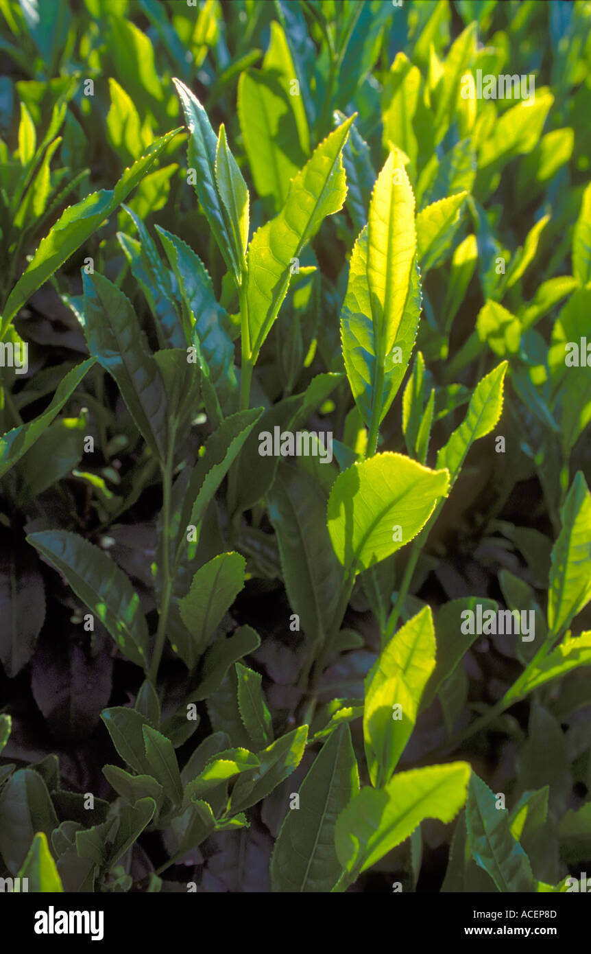 Close up detail of Japanese green tea leaves on bush in plantation field Stock Photo