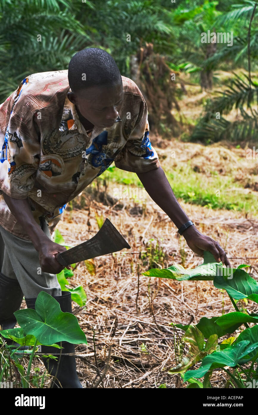 Farmer tending crops on his land beneath rapid growing palm oil trees