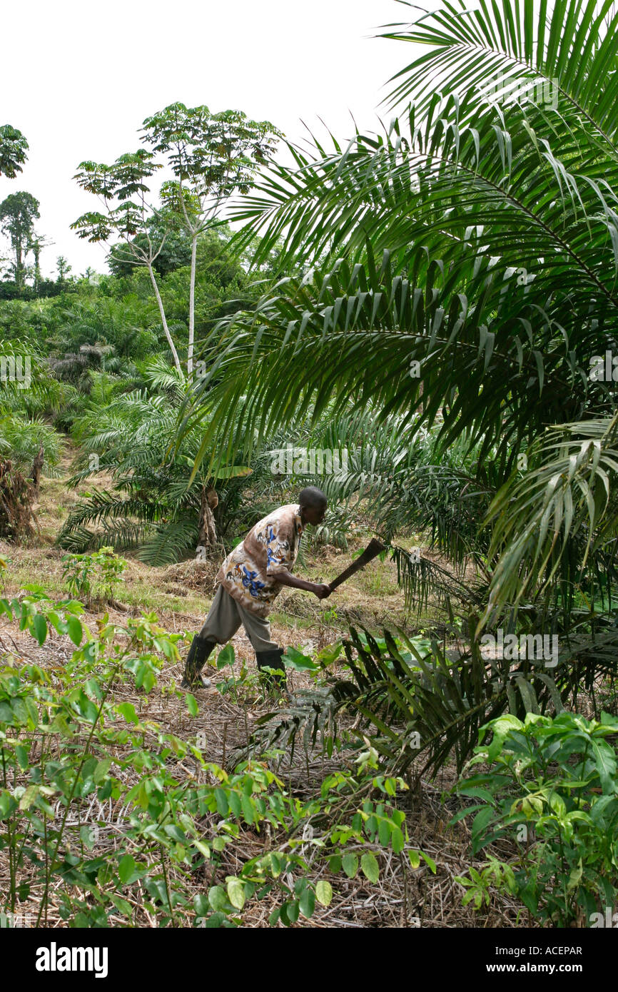 Farmer tending crops on his land beneath rapid growing palm oil trees