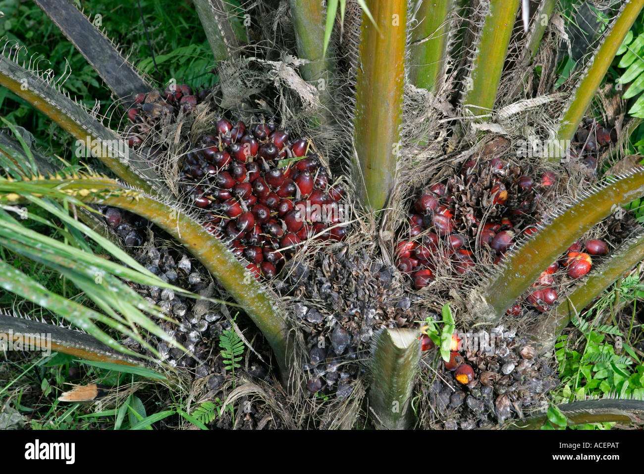 Bunches of palm oil fruit from rapid growing trees ready for harvesting