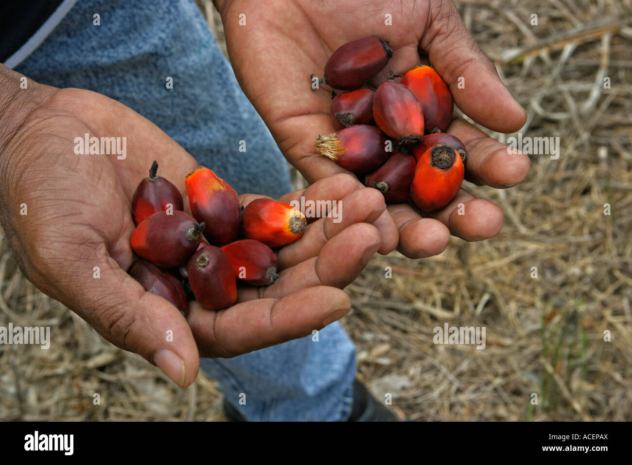 Close up of ripe palm oil fruit from rapid growing trees in farmer's hands, Ghana, West Africa Stock Photo