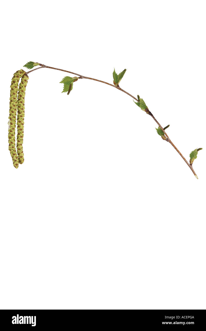 White birch - Betula pendula Stock Photo