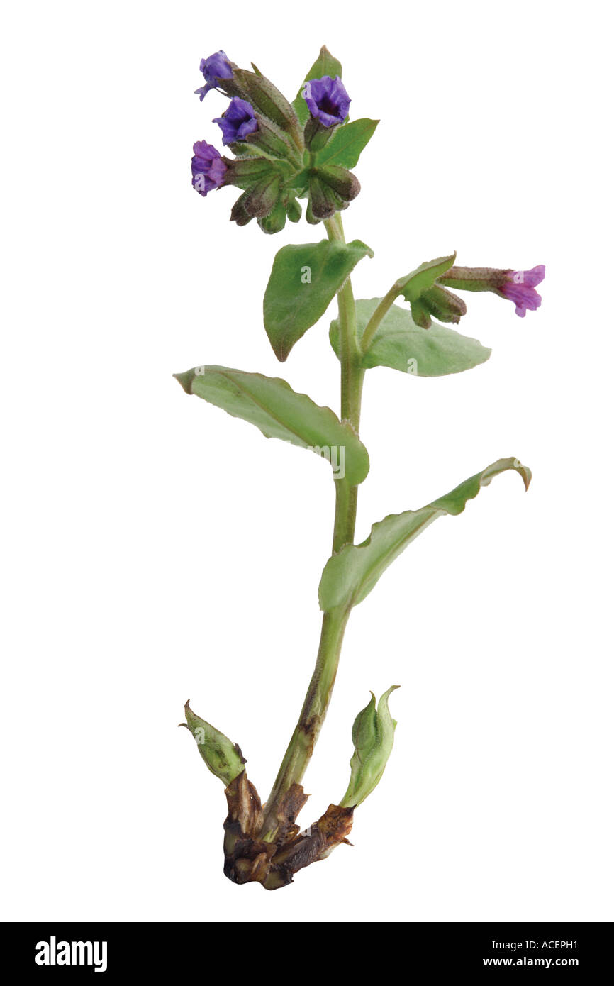 Lungwort - Pulmonaria officinalis Stock Photo - Alamy