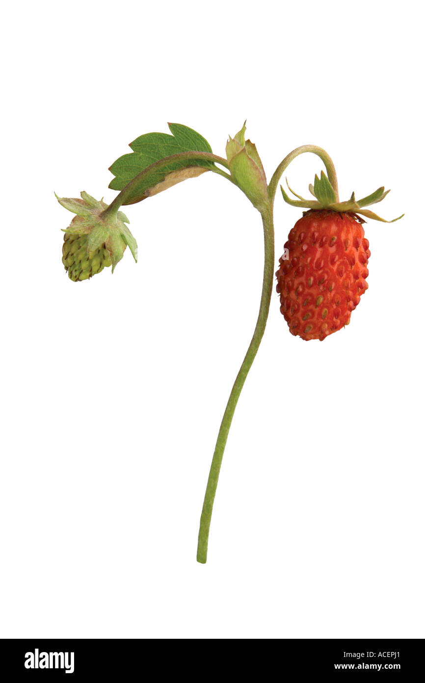 Wild strawberry - Fragaria vesca Stock Photo - Alamy
