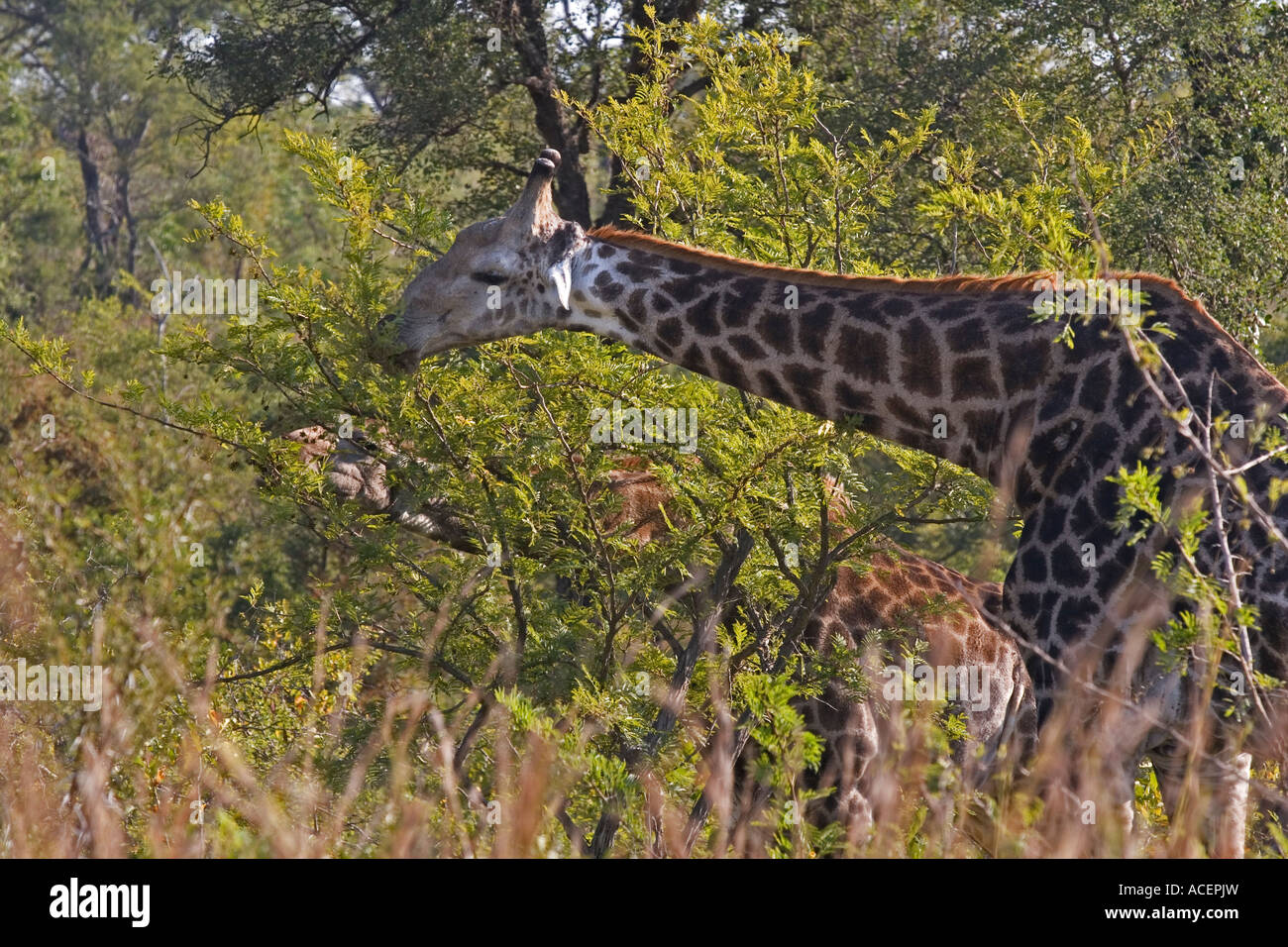 Giraffe browsing amongst tree tops, Kruger National Park, South Africa Stock Photo