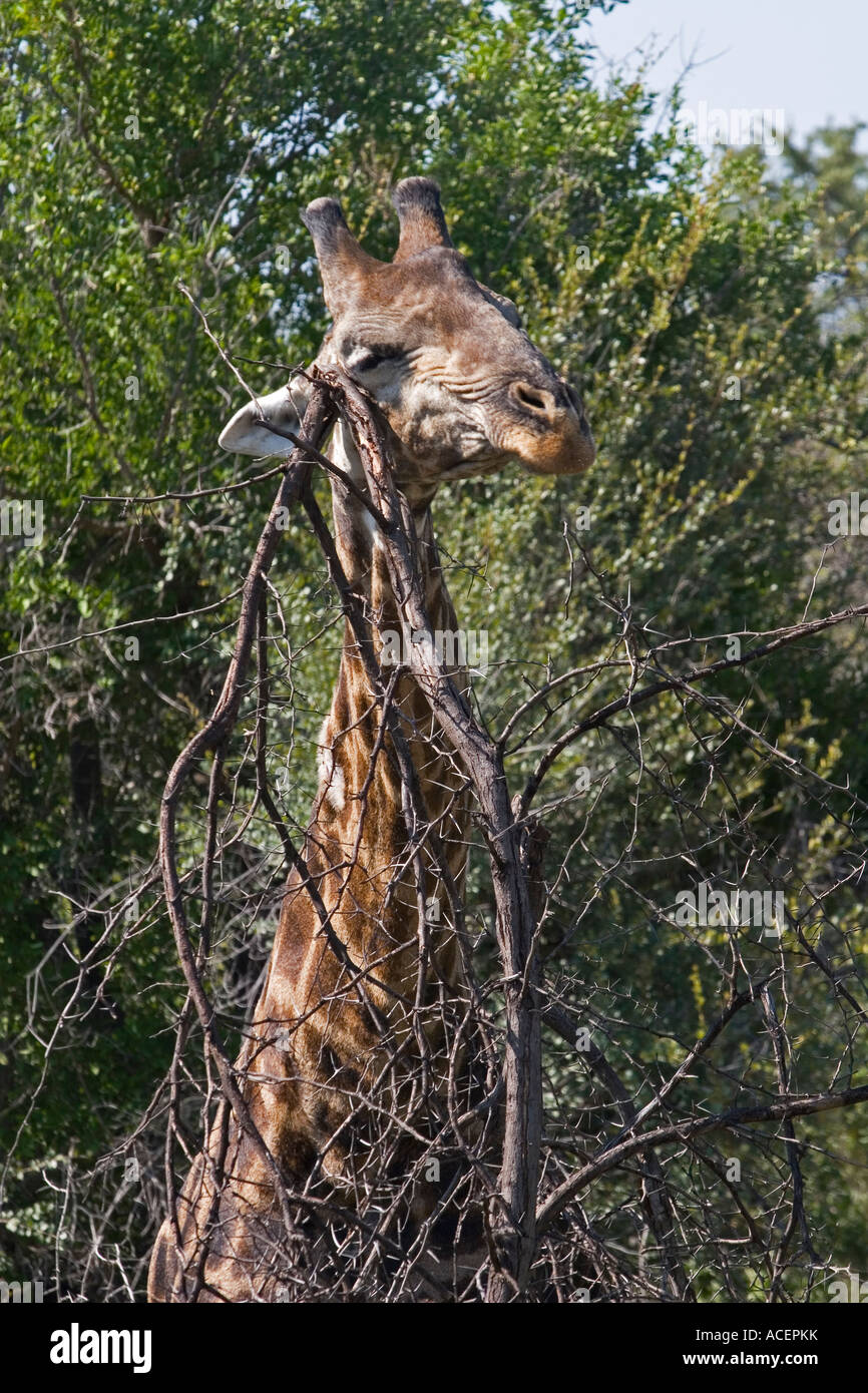 Giraffe scratching his head on a tree branch in Kruger National Park, South Africa Stock Photo